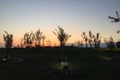 Sakuros-Sunskuose_Sunsku-seniunijos-archyvas-2