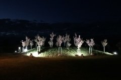 Sakuros-Sunskuose_Sunsku-seniunijos-archyvas-4
