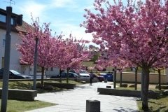 Sakuros-kaciu-kiemelyje_MTVIC-archyvas-8