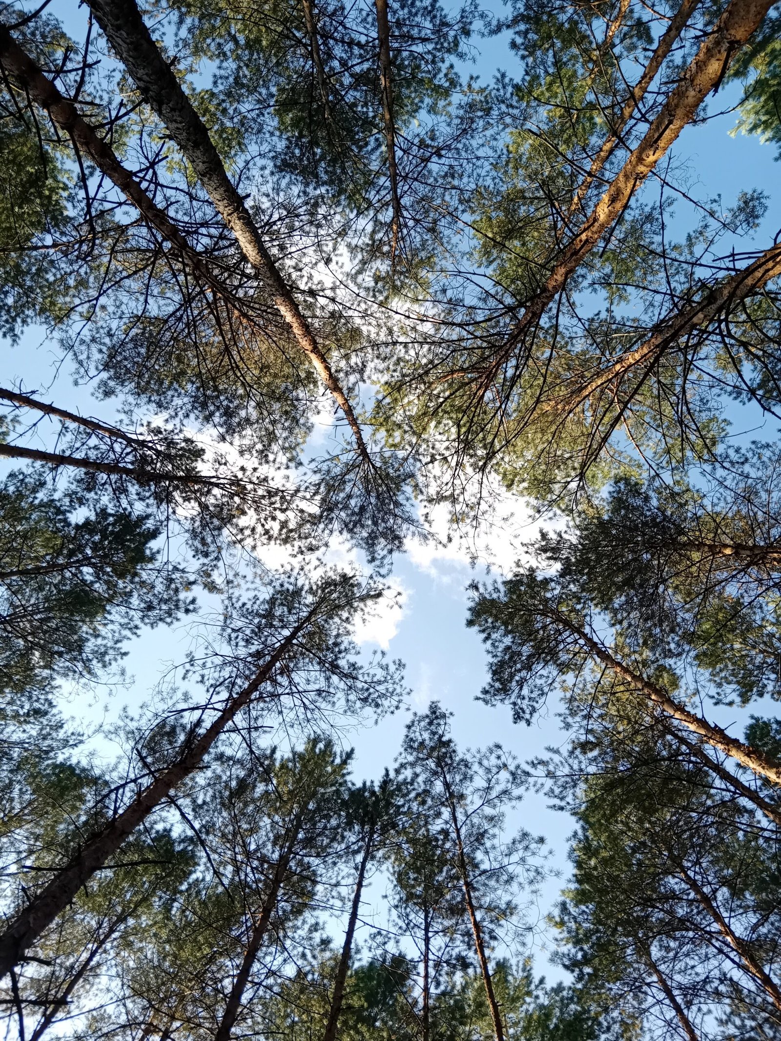 Read more about the article Tursučių kaimo bendruomenė kviečia į Miško terapijos užsiėmimus